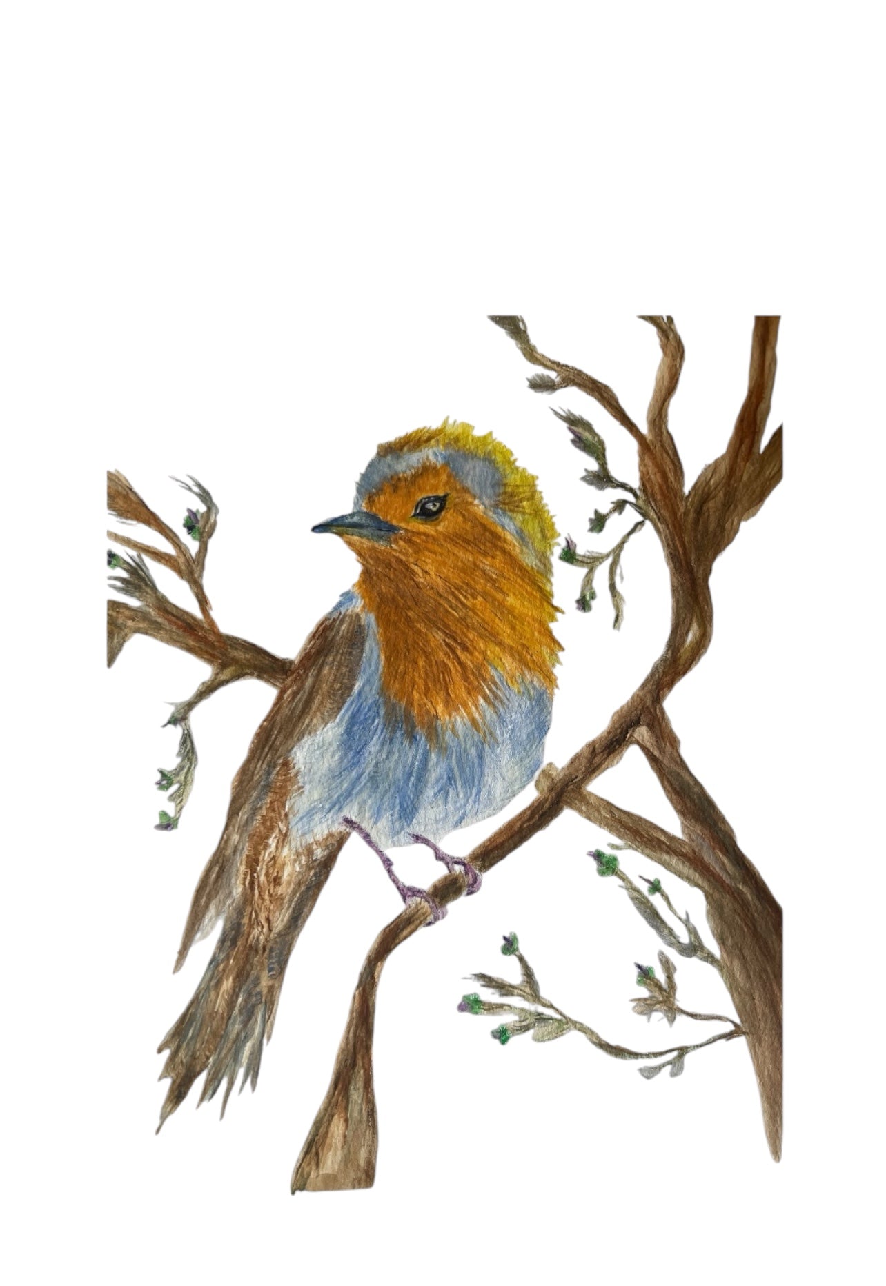 Ruben the Robin